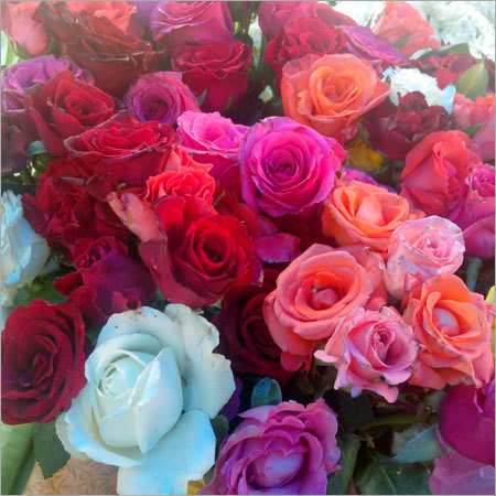Fresh Roses