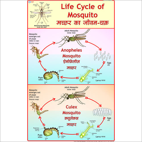 Life History of Mosquito (Anopheles & Culex) Chart