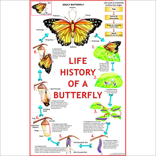 Life Cycle of Butterfly Chart