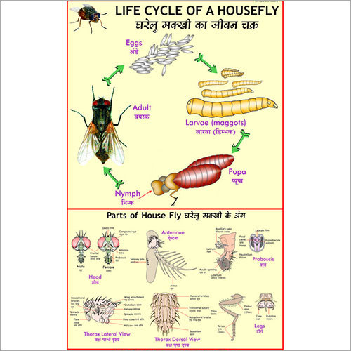 Life Cycle of Housefly Chart
