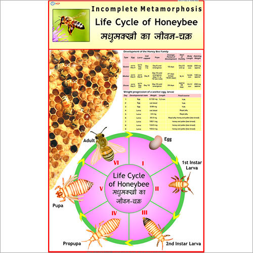 Life Cycle of Honey Bee Chart
