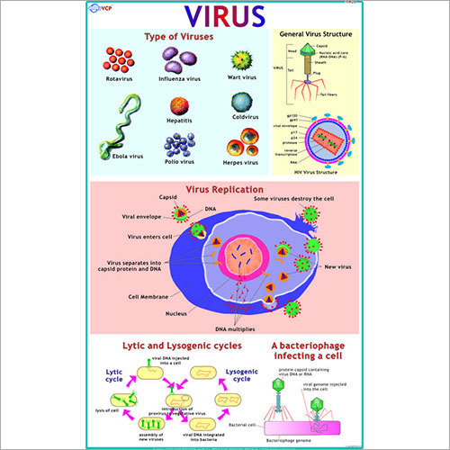 Types of  Virus Chart
