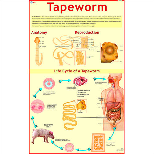 Life Cycle of Tapeworm Chart
