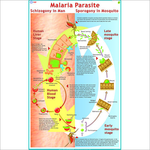 Life Cycle of Malaria Parasite (Plasmodium) Chart
