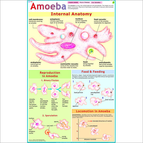 Life Cycle of Amoeba Chart