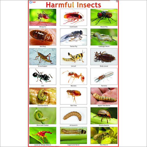 Harmful Insects Chart