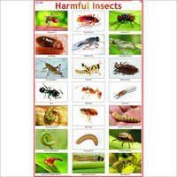 Beneficial Insects Chart