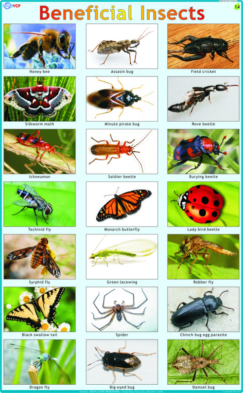 Beneficial Insects Chart