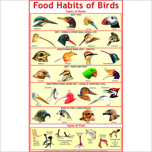 Food Habits of Birds (Beaks & Feet) Chart