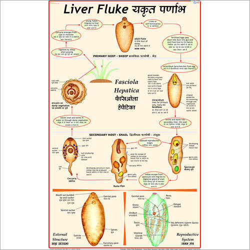 Life History of Liver Fluke Chart