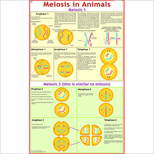 Meiosis in Animals Chart