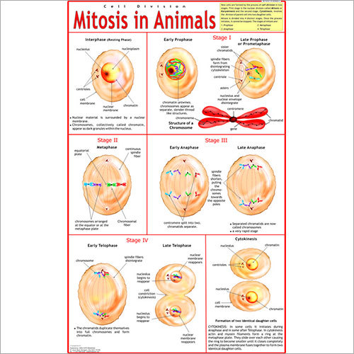 Mitosis Animals Chart