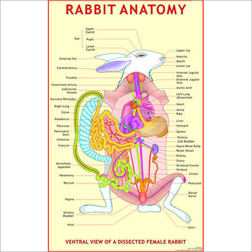 Rabbit Anatomy Chart at Lowest Price in Delhi - Manufacturer,Supplier