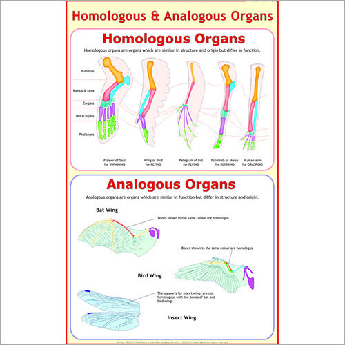 Analogous & Homologous Organs Chart