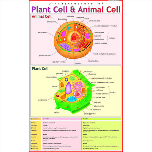 Ultra-Structure of Plant & Animal Cell Chart at Lowest Price in Delhi -  Manufacturer,Supplier,Exporter