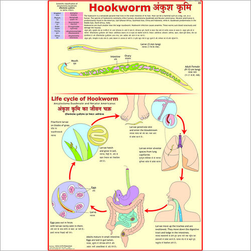 Hookworm Chart