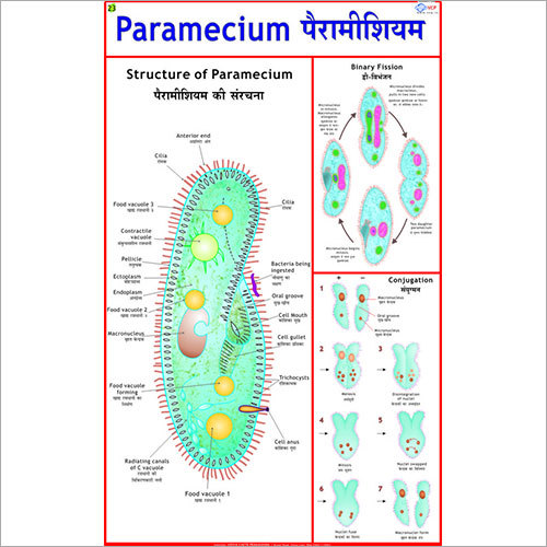 Paramecium Chart