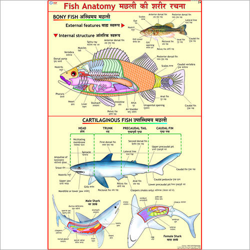 Fish Anatomy Chart