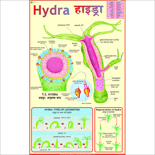 Hydra Chart