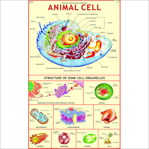 Animal Cell Chart
