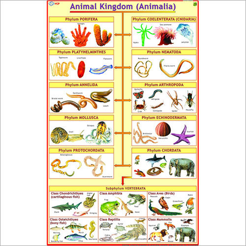 Animal Kingdom Chart Dimensions: 70 X 100 Centimeter (Cm) at Best Price in  Delhi | Vidya Chitr Prakashan