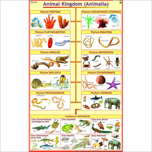 Animal Kingdom Chart