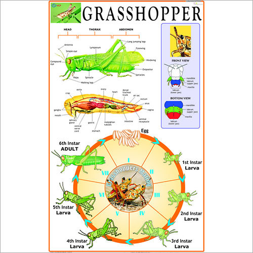 Grasshopper : Incomplete Metamorphosis Chart