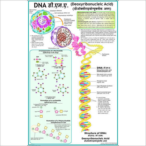 D.N.A Chart Dimensions: 70 X 100  Centimeter (Cm)