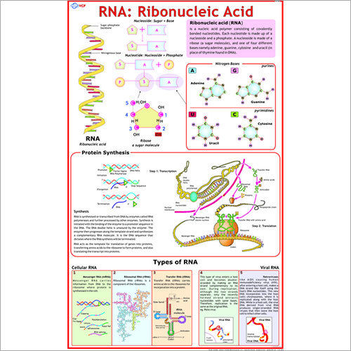 R.N.A Chart Dimensions: 70 X 100  Centimeter (Cm)