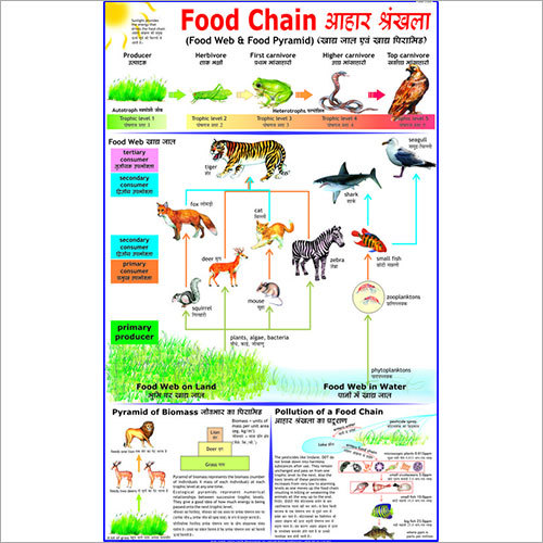 Food Chain Chart