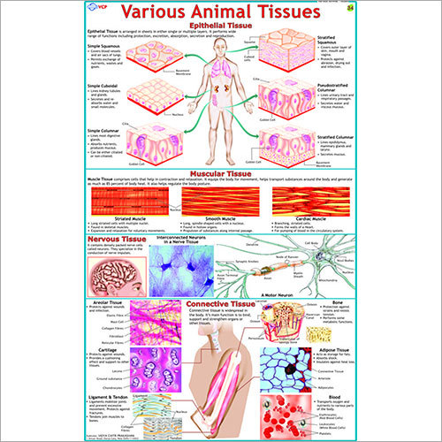 Various Animal Tissues Chart