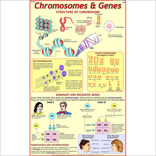 Chromosomes & Genes Chart at 275.00 INR in Delhi | Vidya Chitr Prakashan