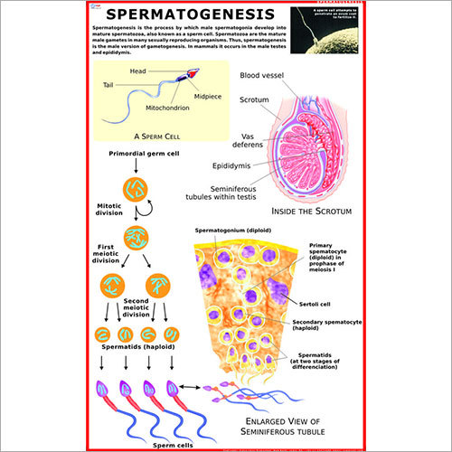 Spermatogenesis Chart
