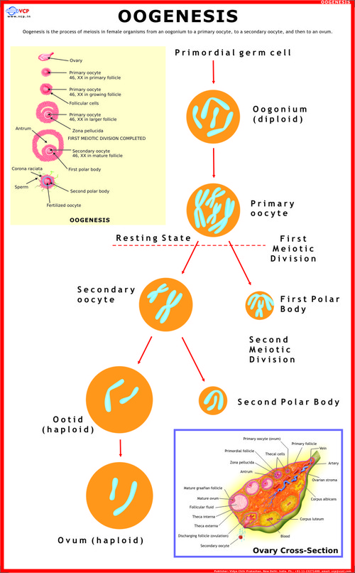 Oogenesis Chart