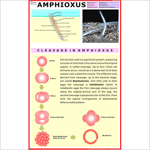 Amphioxus Chart