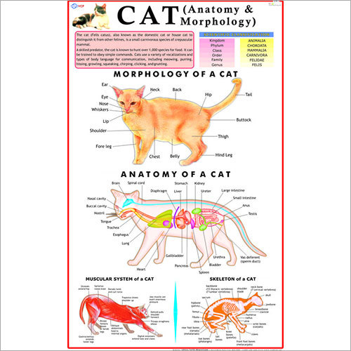 Cat Chart