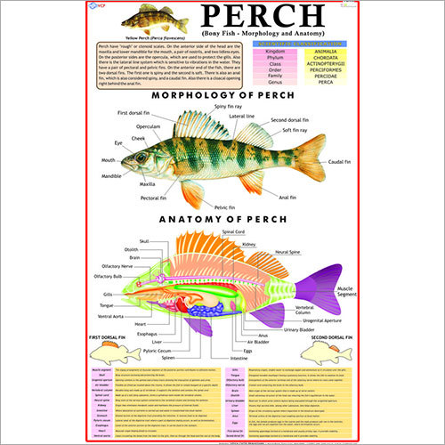 Perch Chart