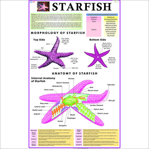 Starfish Chart