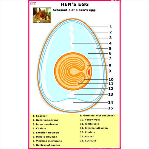 Hen's Egg Chart