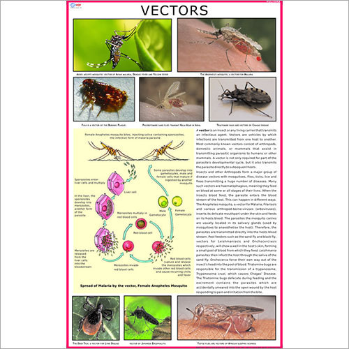 Vectors Chart