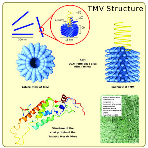 Tobacco Mosaic Virus Chart