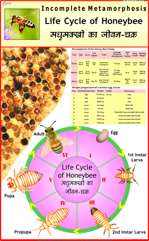 Life History of Honey Bee Chart
