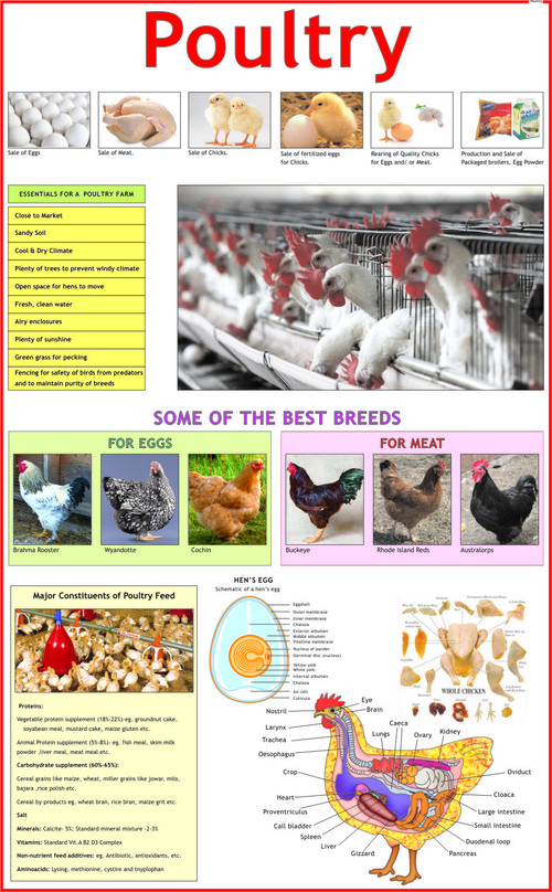 Poultry Chart