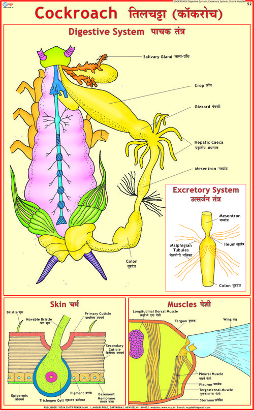Cockroach: Digestion, Excretory, Skin & Muscles Chart