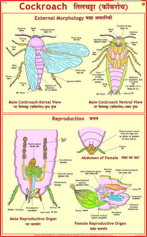 Cockroach: Morphology & Reproduction Chart