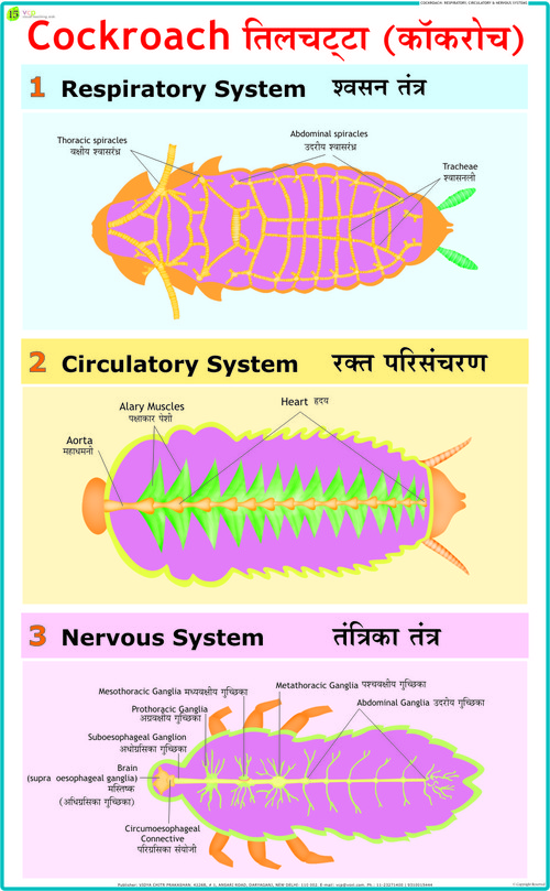 Cockroach: Blood Circulation, Respiratory, & Nervous System Chart