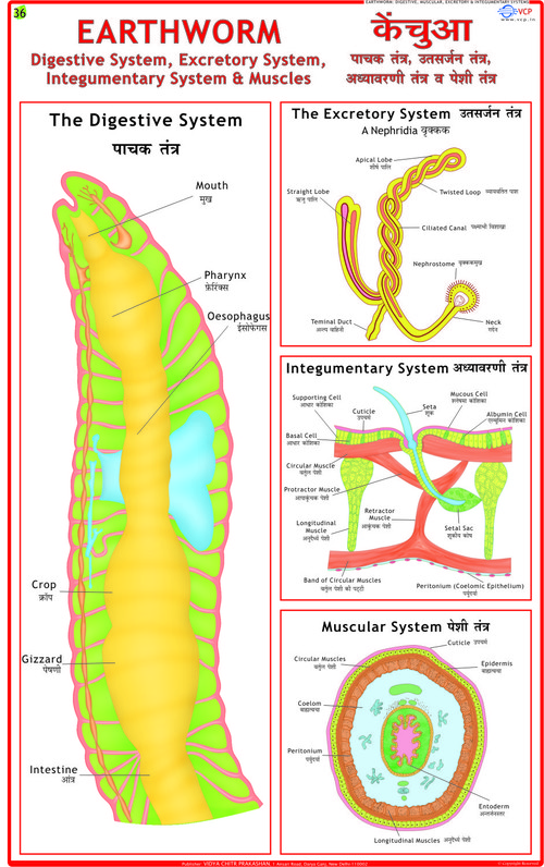 Earthworm: Digestion, Skin & Excretion Chart