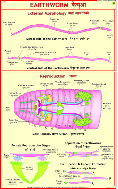 Earthworm: Ext. Morphology & Reproduction Chart