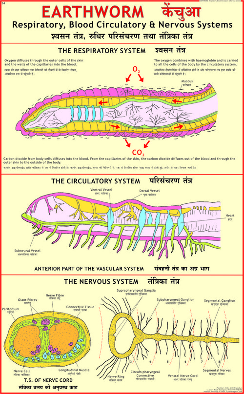 Earthworm: Blood Circulation, Respiratory & Nervous System Chart