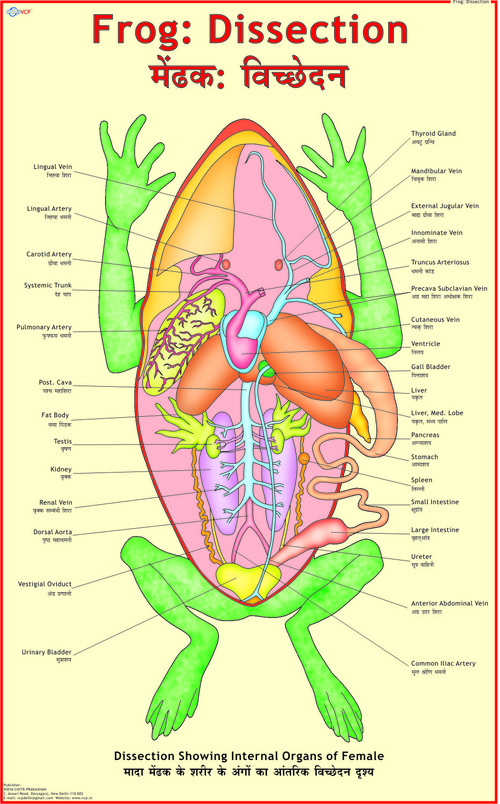 Frog: Dissection Chart